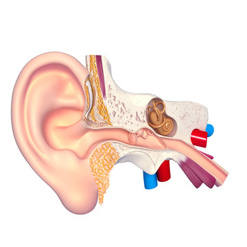 anatomy of human ear