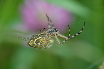 Argiope frelon (Argiope bruennichi)