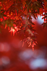 河口湖の紅葉