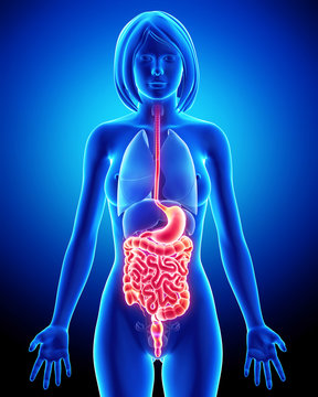 Anatomy of female digestive system