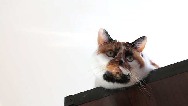 Close up of a curious calico cat head isolated on white