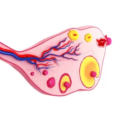 Tuinposter Anatomy of ovarian cycle © pankajstock123