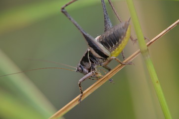 Decticelle des friches (Pholidoptera femorata)