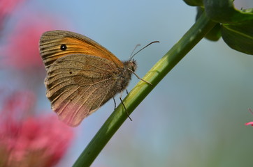 Myrtil (Maniola jurtina)