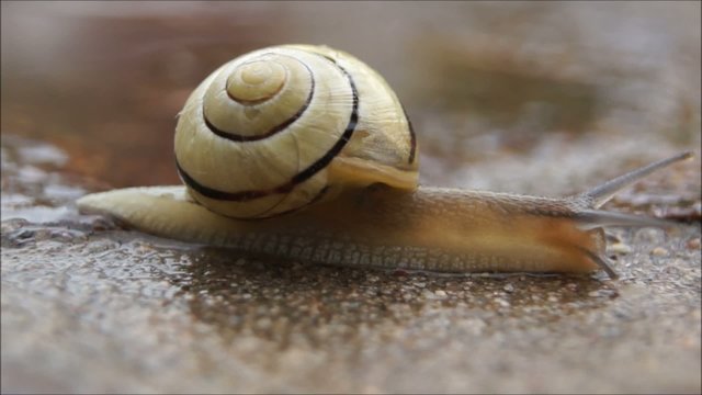 Schnecke Makro