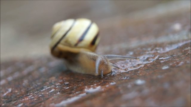 Schnecke Makro