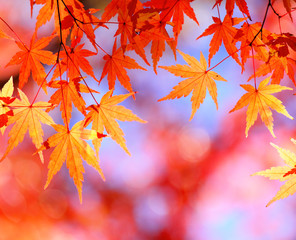 Fototapeta na wymiar Autumn maple