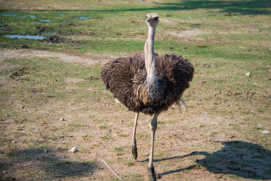 Ostrich run over the savanna