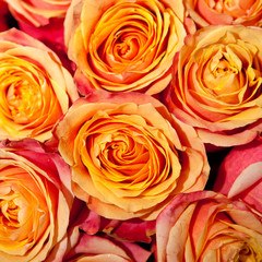 Fototapeta na wymiar background orange roses
