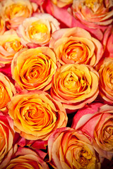 background orange roses