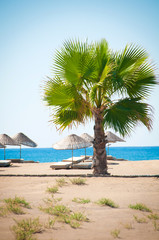 Sea resort, scenic sandy beach with palm trees