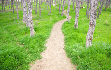 Footpath in spring wood
