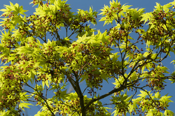 Maple tree new leaves and flower buds