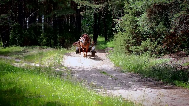 Лошадиная повозка едет по лесной дороге