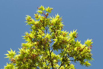 Maple tree new leaves and flower buds