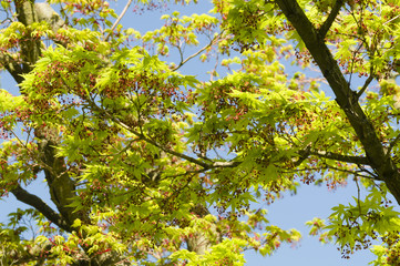 Maple tree new leaves and flower buds