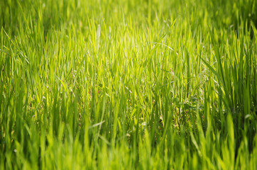Green Grass