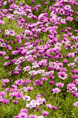 Colorful daisy in full bloom