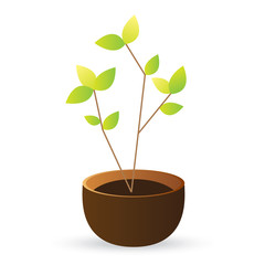 grow tree green leaves on white background