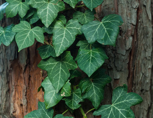 green ivy on a coniferous tree trunk - obrazy, fototapety, plakaty