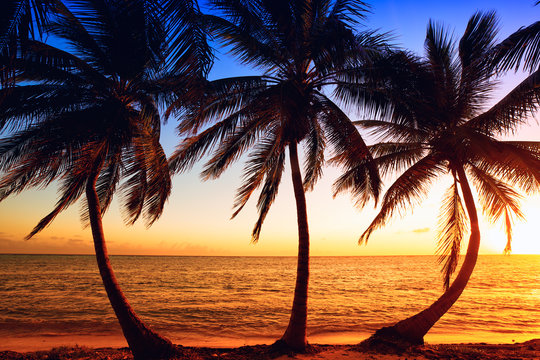 Tropic sunrise through coconut palms
