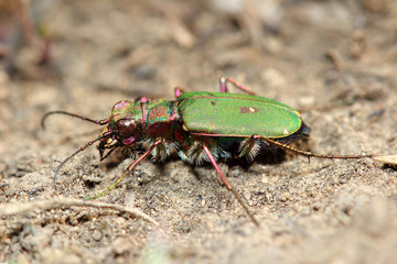 Tiger beetle. Macro