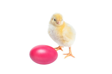 Cute baby chicken - easter background