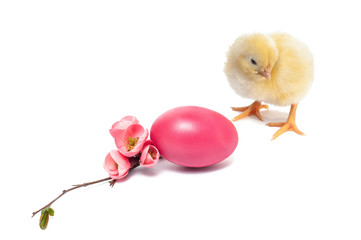Yellow newborn baby chicken isolated on white