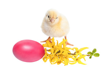 Yellow newborn baby chicken isolated on white