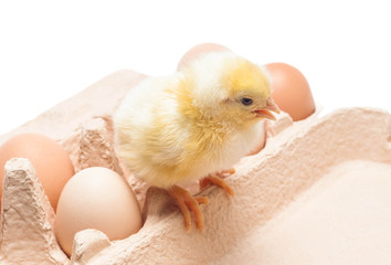 Box with eggs and a little chicken