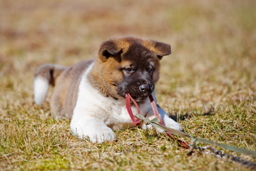 puppy chewing a leash