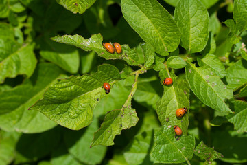 Colorado beetle larvas