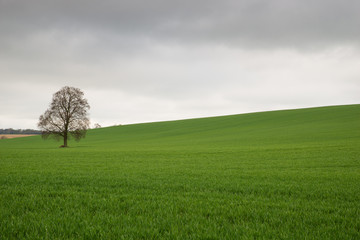 field