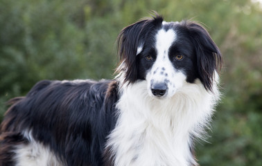 Portrait of a Collie dog