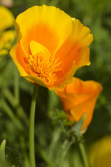 Naklejka premium California poppy