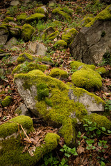 Moss on stone in forest
