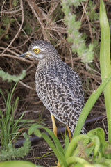 Spotted Thick Knee Dikkop. South Africa