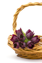 Fototapeta na wymiar purple tulips in a basket