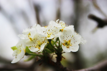 pear tree blossom in spring