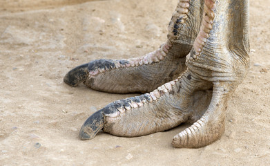 Der Fuß eines Straußvogels. Südafrika