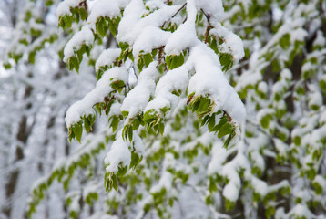 Winter morning in the forest