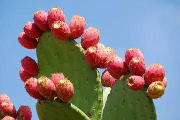 Fototapeten Kaktusfrucht an der Pflanze © Carmela