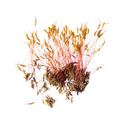 Obraz premium Moss isolated on white