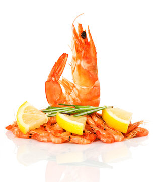 fresh shrimps isolated
