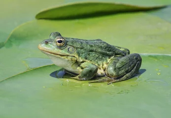 Acrylic prints Frog Marsh frog