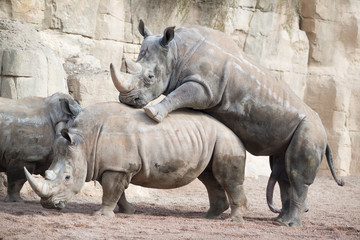 Rinocerontes apareamiento 2
