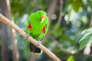 Male Indonesian Eclectus Parrot