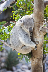 Sleeping Koala