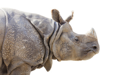 Obraz premium Isolated Profile of a Rhinoceros