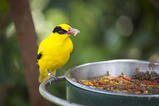 Feeding Black-naped Oriole of Eastern Asia with Worm in Beak
